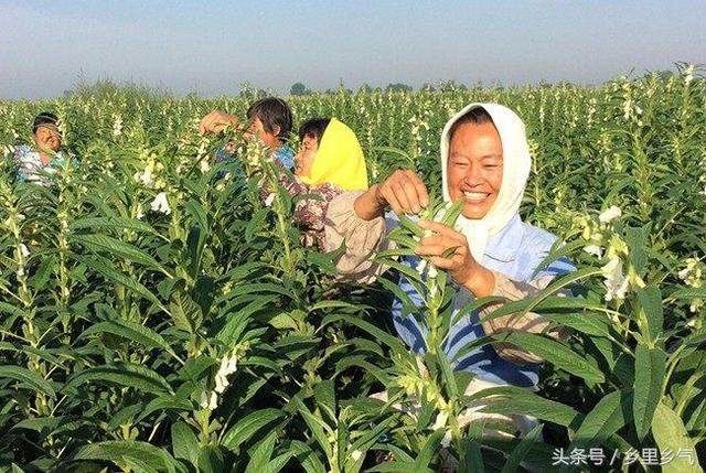 茯苓新型菌种栽培技术详解