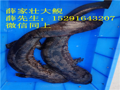 娃娃鱼价格走势，逆流而上，开启非凡人生之旅